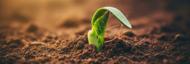 A green sprout symbolizing growth and preventative health.
