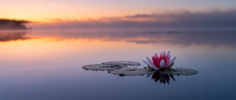 The surface of calm, peaceful water, representing the relief and clarity possible when managing anxiety