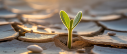 A resilient green sprout, symbolizing new growth and recovery from depression